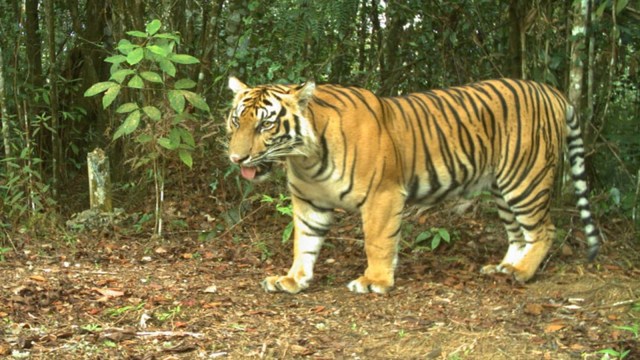 HARIMAU SUMATERA (Panthera tigris sumatrae) terekam kamera milik WWF Riau. 