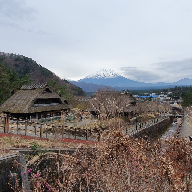 Pemandangan Gunung Fuji dari Desa Iyashi No Sato di Iyashi No Sato, Fujikawaguchiko, Jepang Foto: Aditya Panji/kumparan
