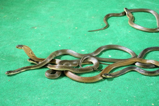 Ciri ciri ular kobra