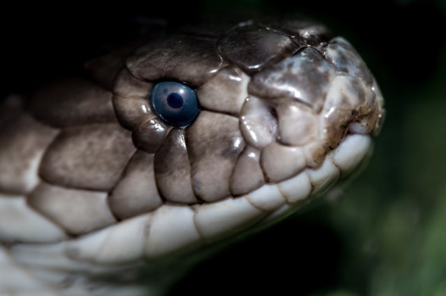 Pertama digigit kobra pertolongan ular Patuk Pedagang