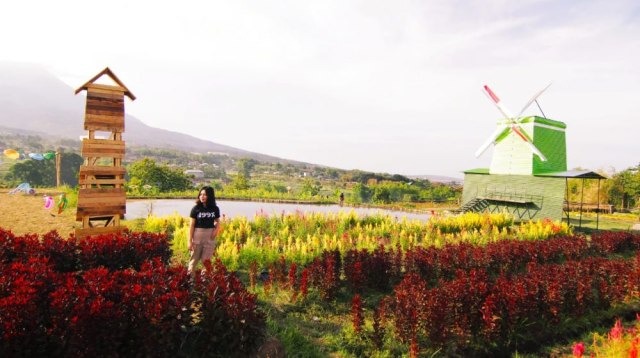 Menikmati Indahnya Taman Bunga Berlatar Belakang 3 Gunung di Pasuruan