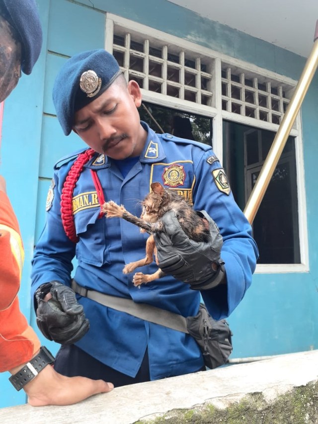 Petugas damkar evakuasi anak kucing yang tercebur ke sumur di Kabupaten Bogor.  Foto: Dok. Damkar Kabupaten Bogor