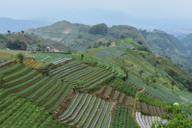 Wisata Terasering Panyaweuyan
di Majalengka Foto: Shutter Stock