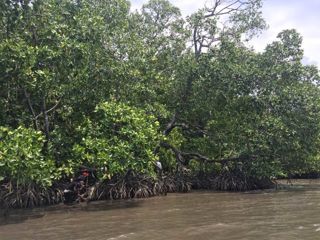 Mangrove di Kampung Air Besar, Fakfak, Papua Barat. Foto: Agaton Kenshanahan