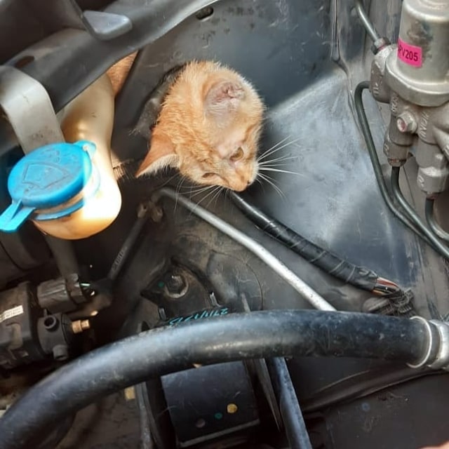 Petugas damkar Jagakarsa selamatkan kucing yg terjebak di kap mobil. Foto: Instagram/@damkar_jagakarsa