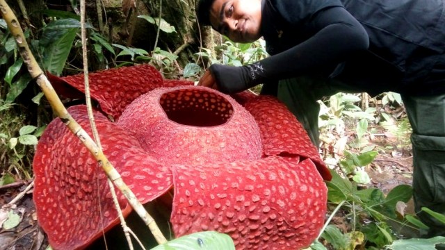 Bunga Reflesia mekar di Kabupaten Agam, Sumatera Barat (Foto: Dok. BKSDA Agam)