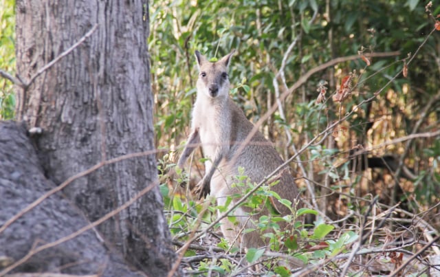 Kanguru di Merauke ukuran lebih kecil dari kanguru asal Australia, hewan ini jadi sasaran buruan para pemburu di Merauke. (Foto: Abdel Syah)