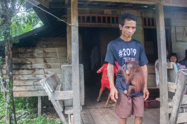 Bayi orang utan yang ditemukan di tepi hutan konsesi perusahaan HTI dirawat oleh warga. Foto: Dok. IAR
