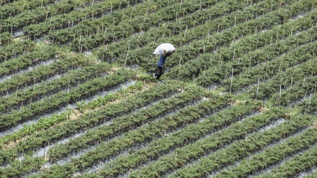 UU Cipta Kerja Diyakini Genjot Investasi Asing di Sektor Hortikultura (147851)