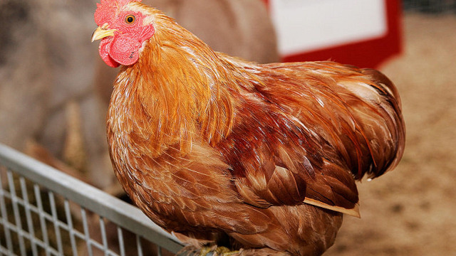 Foto: Kotoran Ayam dijadikan hukuman kepada para gelandang di Kota Abbotsford, Inggris. 