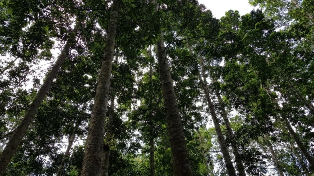Rp 10 Miliar vs Pohon di Hutan, Pilih Mana? (123)