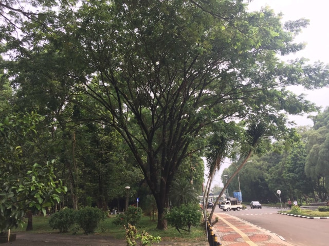 ilustrasi pohon trembesi. Foto: Agaton Kenshanahan/kumparan