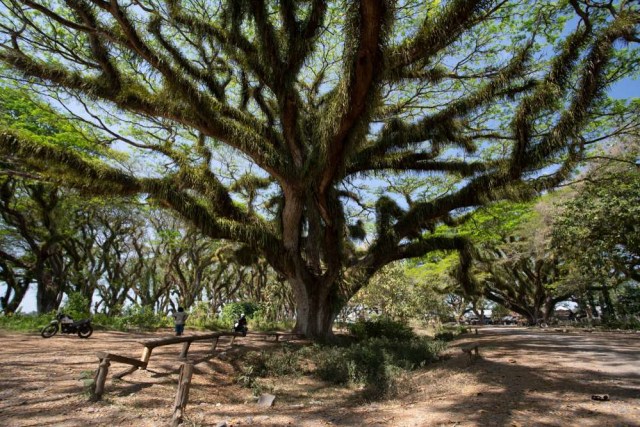 ilustrasi pohon trembesi. Foto: Shutterstock