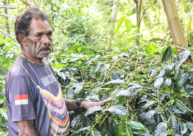 Petani Kopi Papua, Maksimus Lany saat memperlihatkan tanaman kopinya yang ada di Kampung Yagara, Distrik Walesi, Kabupaten Jayawijaya, Papua. (Foto: Stefanus Tarsi)