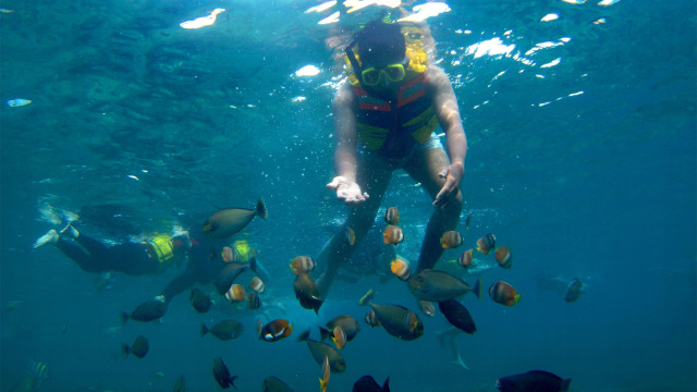 Wisatawan_saat_Snorkeling_di_Pulau_Gili_Trawangan-viu3qkaogxf9r3d1eqpv.jpg
