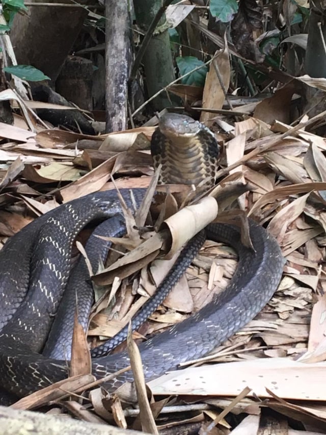 Induk ular kobra (IST)