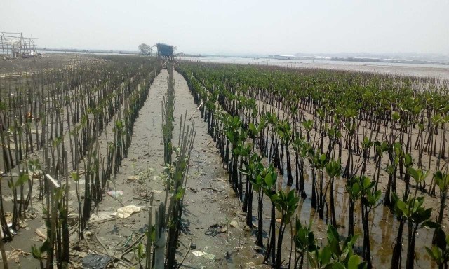 Penanaman mangrove