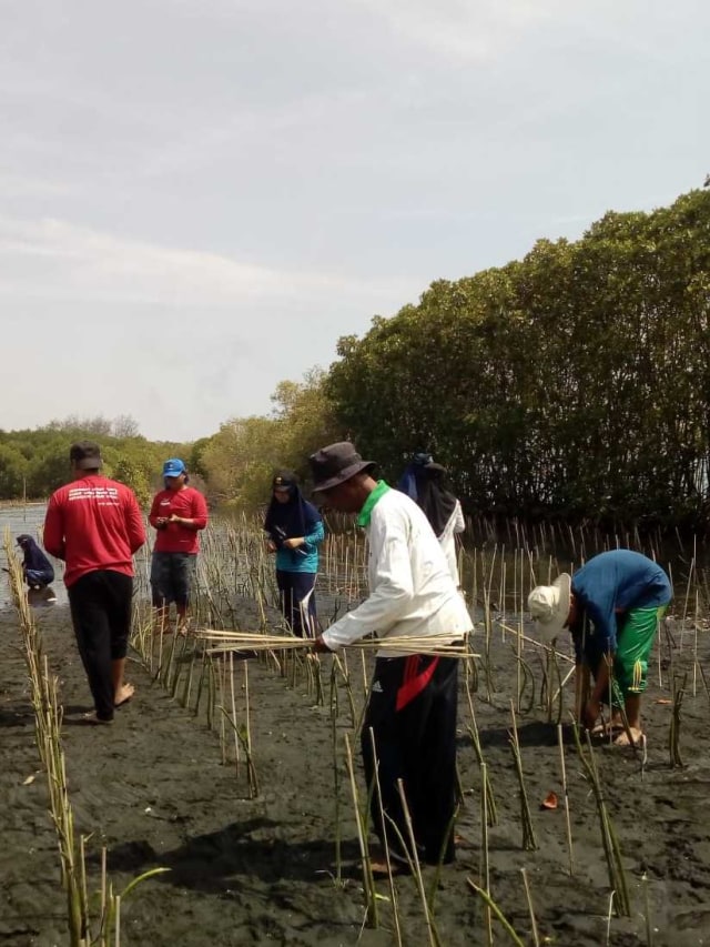 PTR, Penanaman mangrove