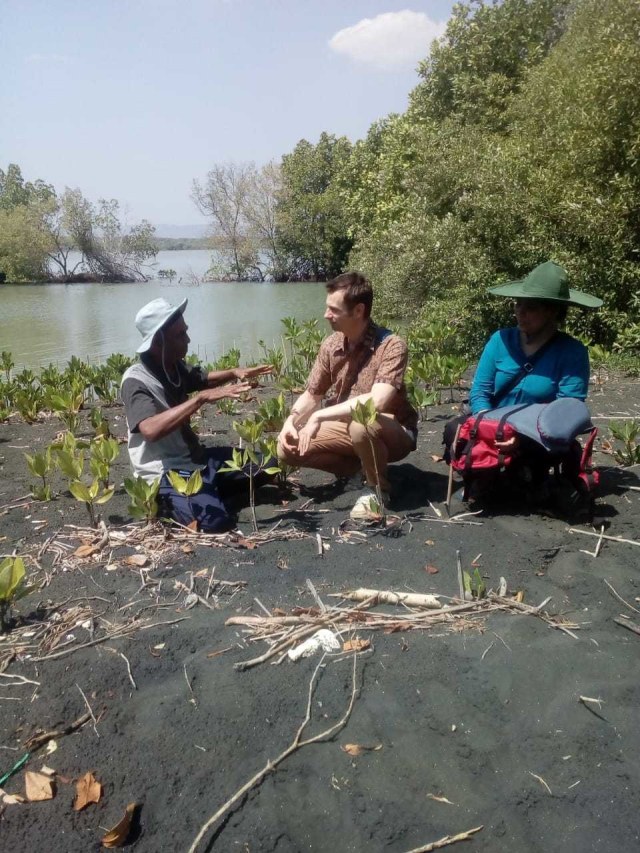 PTR, Penanaman mangrove