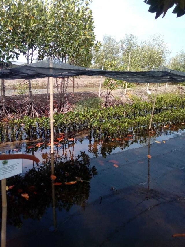 PTR, Penanaman mangrove