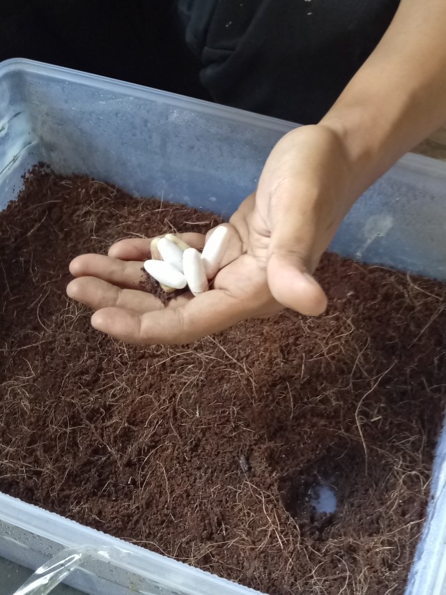 Telur ular kobra yang diamankan TABU Indonesia. Foto:  Aprilandika Pratama/kumparan 