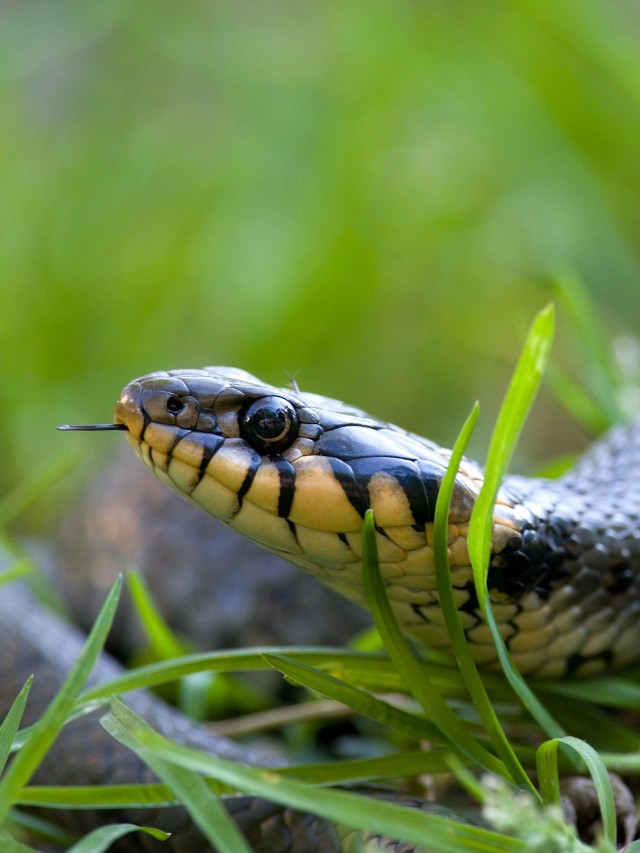 Ilustrasi ular berada di dekat rumah.  Foto: Shutter Stock