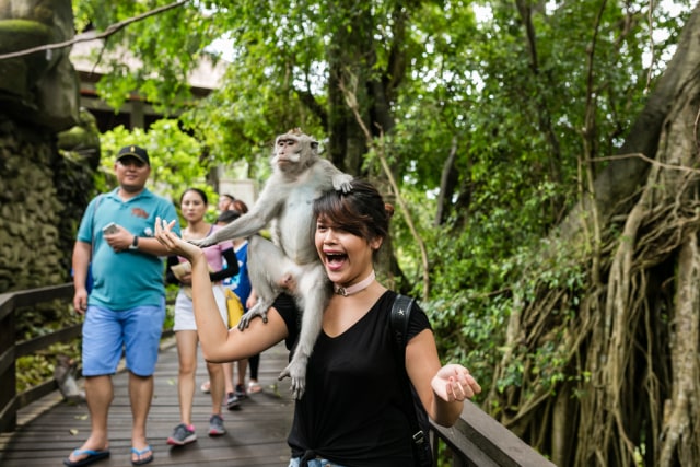 Monkey Forest, salah satu destinasi wisata yang bisa dikunjungi saat berada di Ubud. Foto: Shutterstock