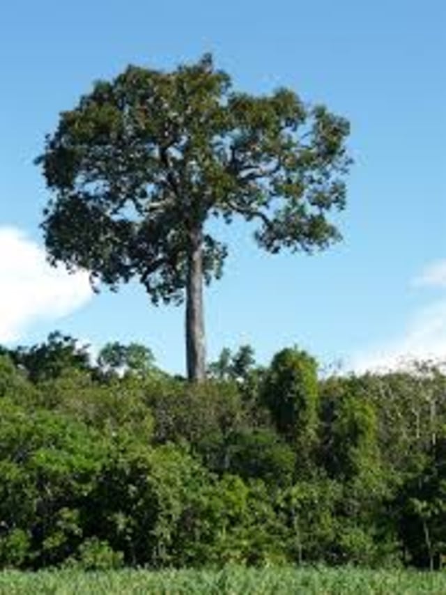 3 Jenis Pohon Super Yang Bisa Lindungi Dunia Dari Bencana Lingkungan Kumparan Com