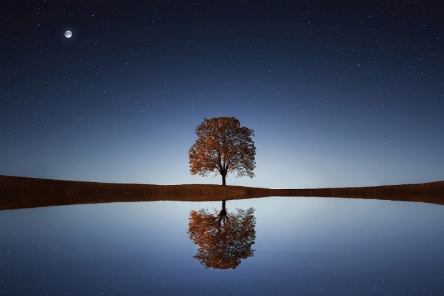 Ilustrasi pohon. Foto : Pixabay.