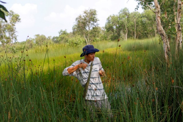 Foto Sedotan Ramah Lingkungan Dari Batang Rumput Liar 