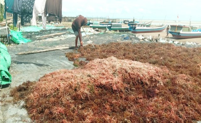 Bertahan Hidup Sebagai Petani Rumput Laut di Tarakan, Kaltara
