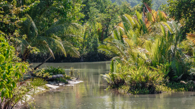 Kampung Mandoni, kampung kepiting Bakau