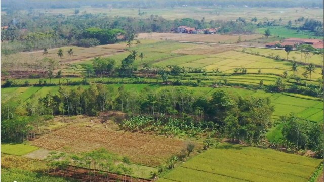 Ilustrasi sawah yang ada di Indonesia. Foto: Kumparan.