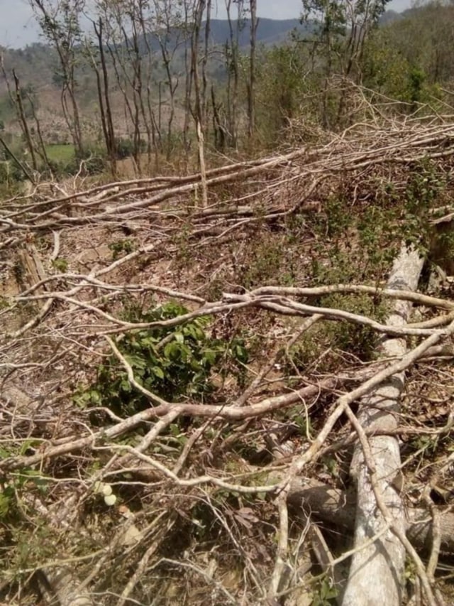 Kerusakan huan Dompu akibat pembukaan lahan pertanian. Foto: Ardyan/Info Dompu