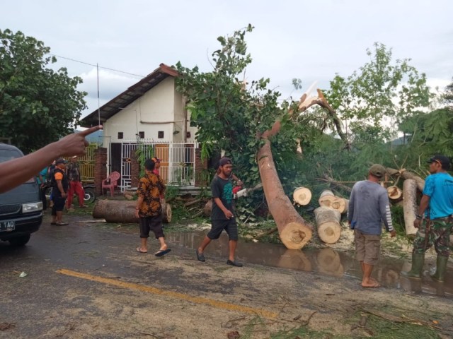 Pohon tumbang hantam rumah warga Dompu. Foto: Ardyan/Info Dompu