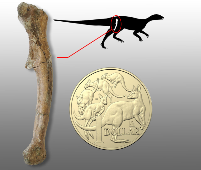 Fosil tulang dinosaurus yang ditemukan ilmuwan Australia. Foto: Justin Kitchener/University of New England