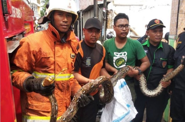Ular phyton panjang 4 meter diamankan petugas
