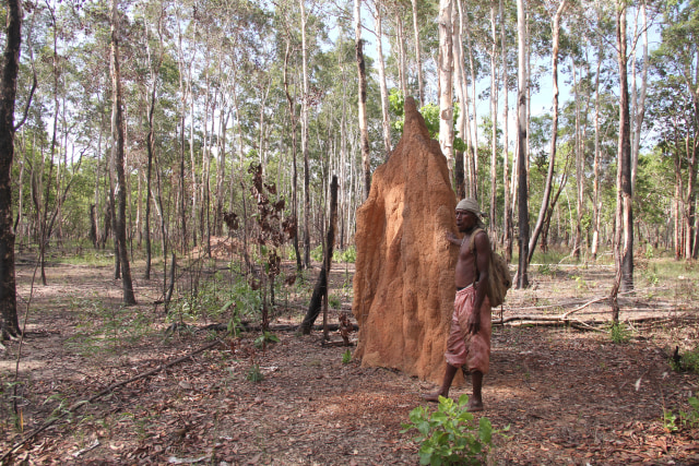 Musamus atau rumah semut yang banyak  ditemui di Merauke. (BumiPapua.com/Abdel Syah) 