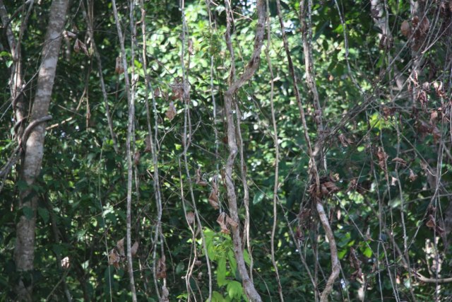 Hutan Sarpokren Menjadi Paru-Paru di Kabupaten Raja Ampat, FOTO : Aditya Nugroho