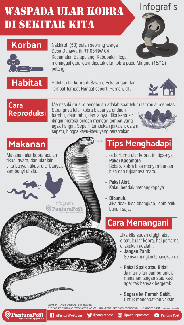 Infografik: Waspada Ular Kobra Di Sekitar Kita | Kumparan.com