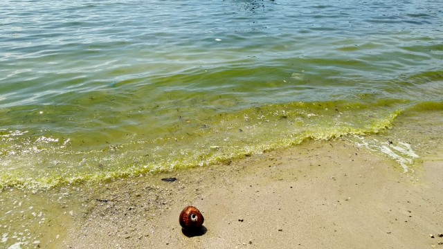 Kondisi perairan laut di Kecamatan Bungus Teluk Kabung, Kota Padang, Sumatera Barat yang tiba-tiba berganti warna hijau (Foto: Irwanda/Langkan.id)