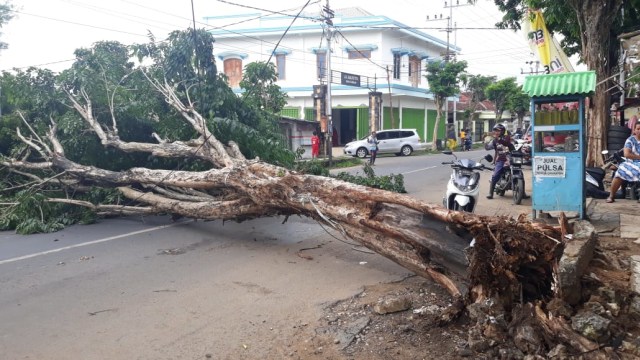 Pohon tumbang di jalan Teuku Umar, Pandian, Sumenep