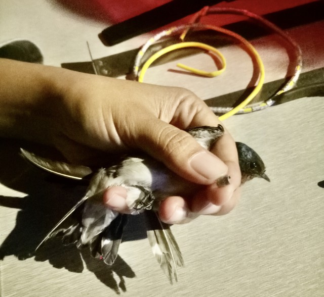 Pemasangan cincin dilakukan dengan sangat hati-hati sesuai ukuran kaki burung. Foto : Maya Puspitasari