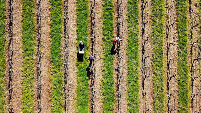 Ilustrasi kebun anggur. Foto: Reuters/David Gray