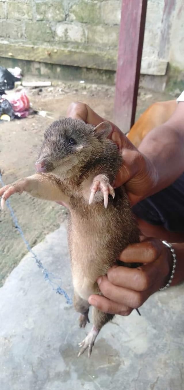 Tikus tanah yang sudah ditangkap warga, foto: Istimewa