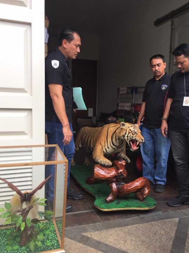 Petugas Polres Jaksel menyita harimau yang diawetkan saat geledah rumah Abdul Malik di Pejaten, Jakarta Selatan. Foto: Raga Imam/kumparan