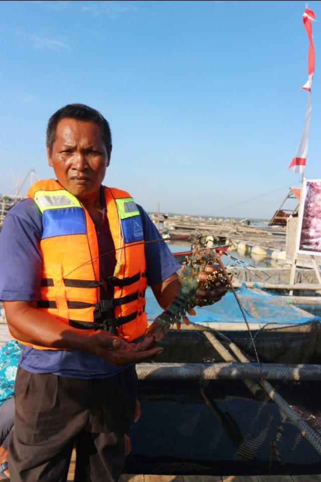 Nelayan menunjukkan lobster di Teluk Jukung, Desa Telong Elong, Kecamatan Teluk Jukung. Foto: Ulfa Rahayu/kumparan 