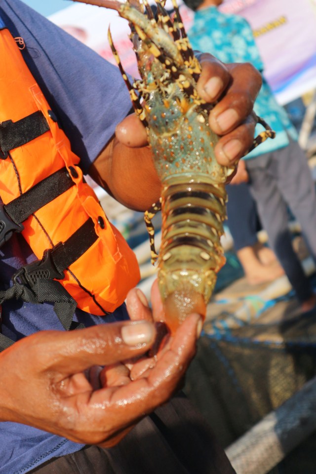 Nelayan menunjukkan lobster di Teluk Jukung, Desa Telong Elong, Kecamatan Teluk Jukung. Foto: Ulfa Rahayu/kumparan 