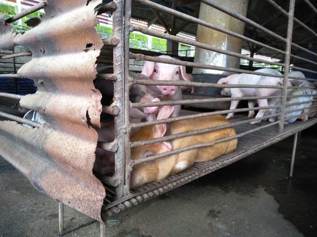 Ternak babi milik Juhai. Foto: SumutNews
