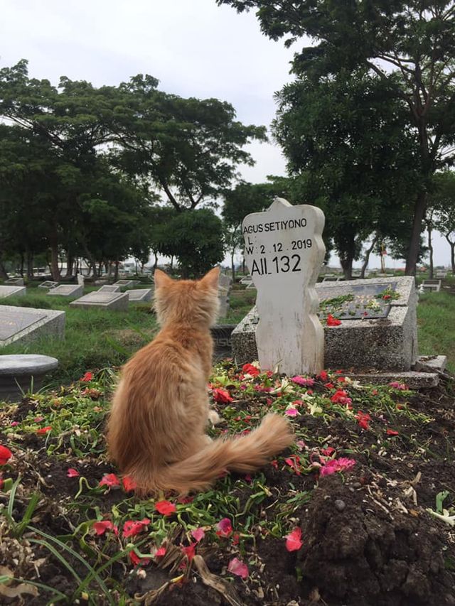 Kisah Rambo, Kucing Setia yang Patah Hati Saat Pemilik Meninggal 